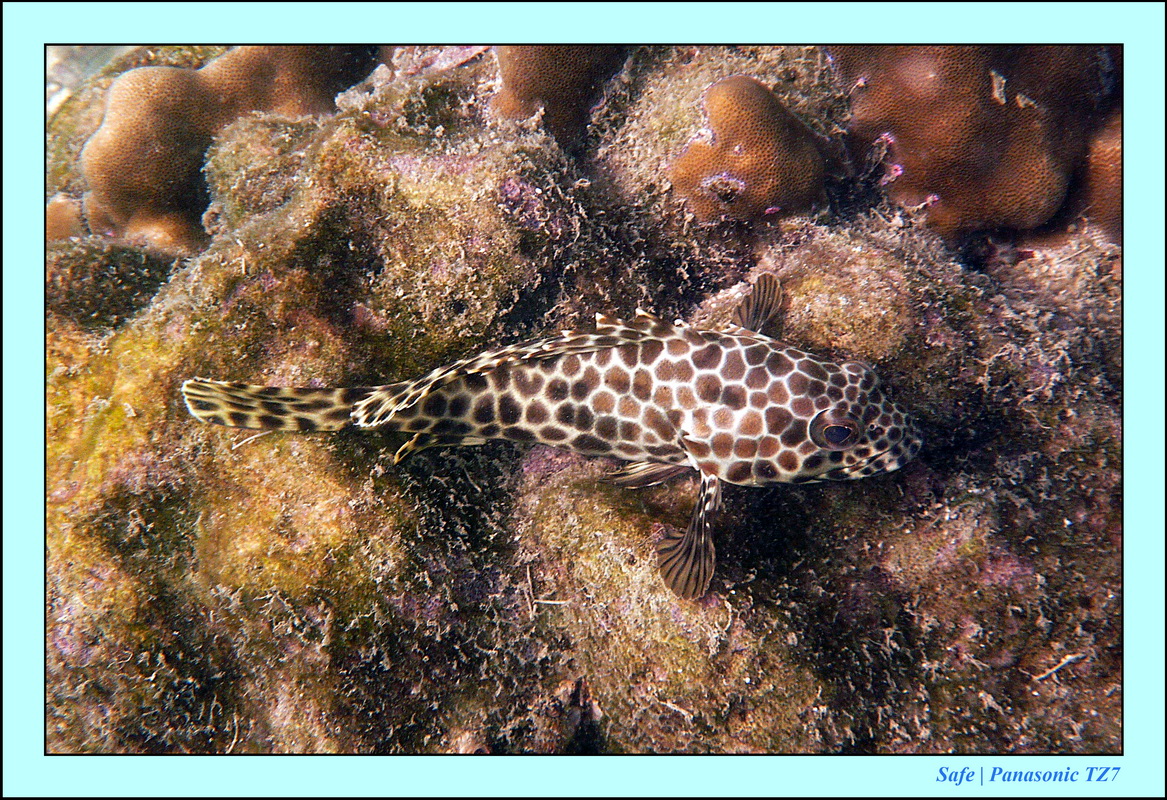 Koh Poda - Snorkeling